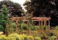 Pergola ALLURE 500 - Siberisch Lariks onbehandeld